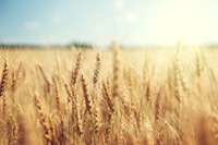 Veganism & Wheat Intolerance